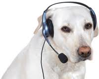 Yellow lab with headset