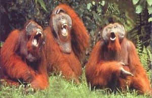 monkeys-laughing